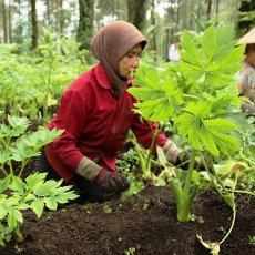 Ashitaba Tanaman Obat Asal Jepang yang Tumbuh Subur di 