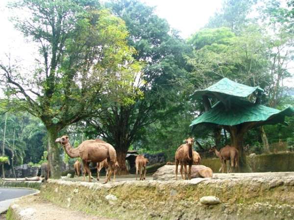 Mengenal 4 Taman Safari Di Seluruh Indonesia