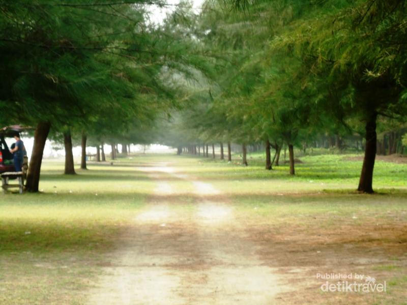 Hamparan Pinus Di Pantai Pasir Jambak Padang