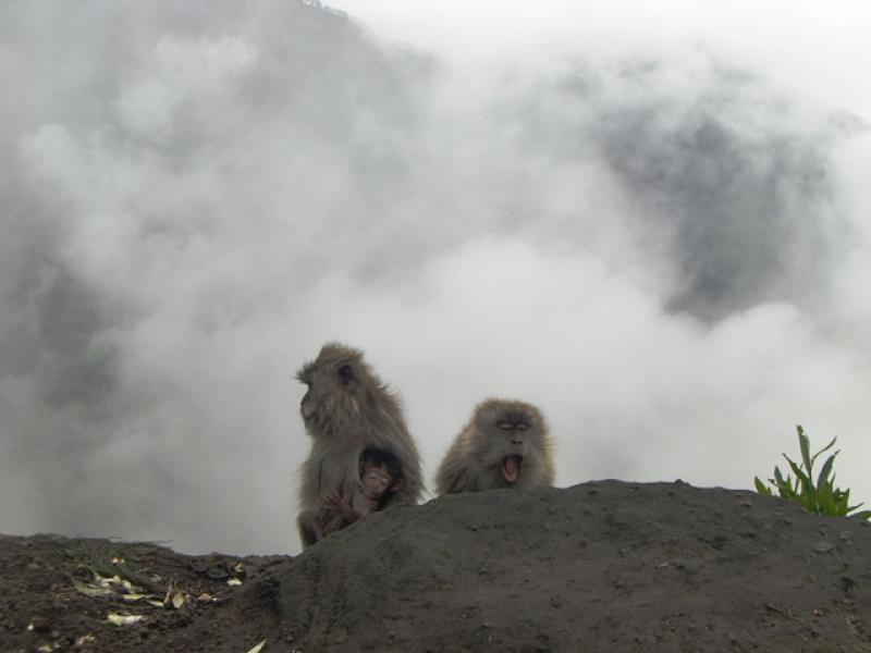 Tingkah Menggemaskan Monyet monyet di Gunung  Rinjani 