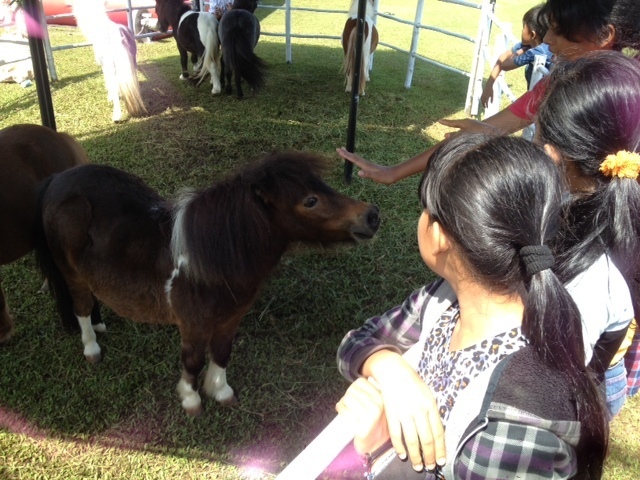 Gambar Kuda Poni Yang Asli Kumpulan Gambar Menarik