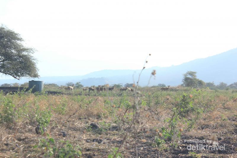 Miniatur Alam Indonesia Di Taman Nasional Baluran