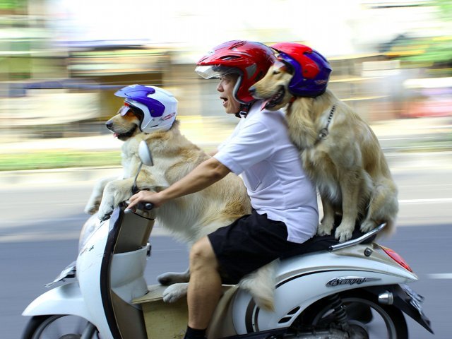 Saat Naik Motor 2 Anjing Ini Selalu Pakai Helm