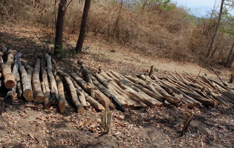 Duh Sedihnya Melihat Hutan Rusak di Pulau Moyo