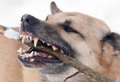 Anjing Peliharaan Tiba-tiba Mati, Ternyata Pria Ini Kena Pneumonia