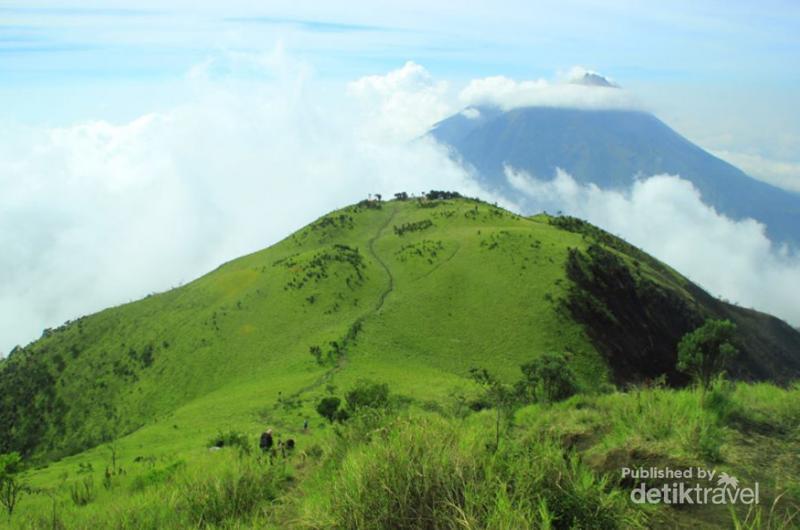  Gunung  Merbabu Punya Permadani Hijau  Raksasa