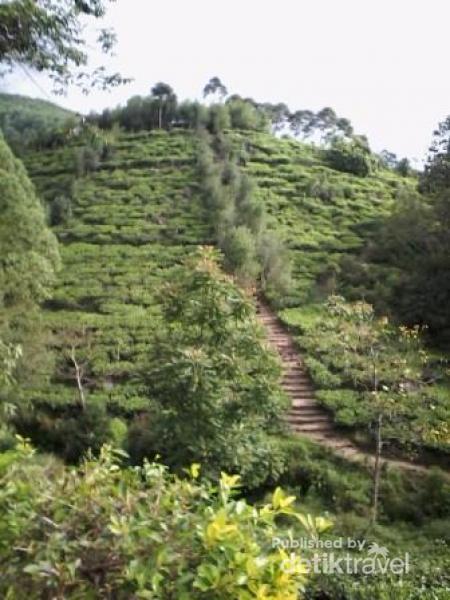 Ada Bukit Borobudur di Perkebunan Teh Jamus, Ngawi