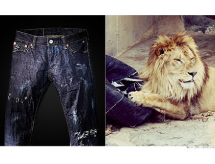 Celana Jeans Robek Bekas Gigitan Singa Dijual Seharga Rp 