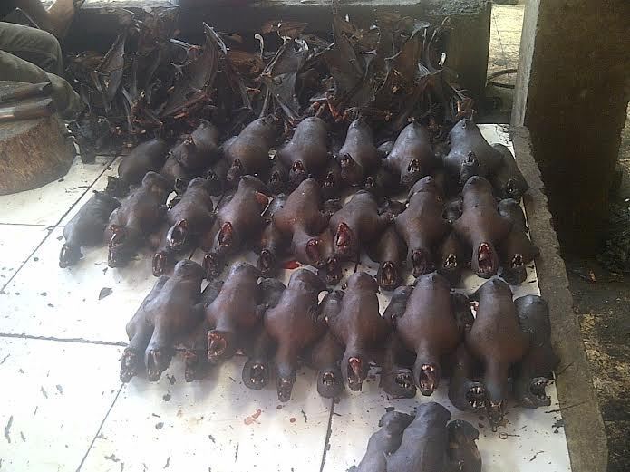 Wow Di Pasar Ini Daging Kelelawar  Hingga Ular Dijual Bebas