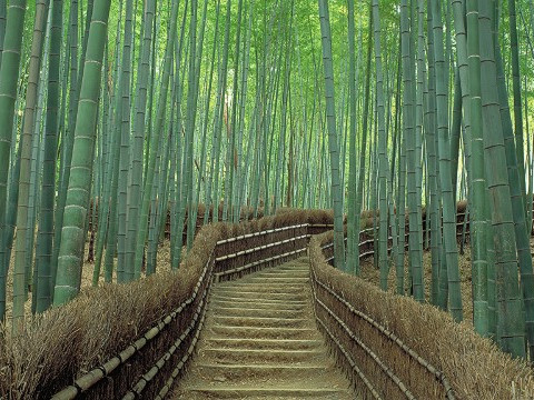 Unik Jepang Punya Hutan Bersiul Di Kyoto