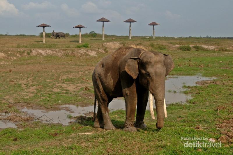 Cerita Hewan Gajah Gajah Way Kambas Memang Tulus Menghibur