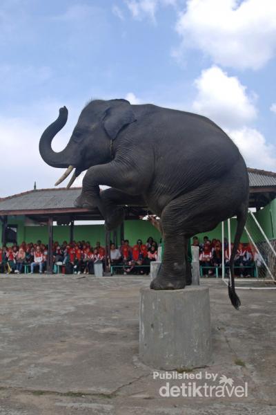 Unduh 850 Gambar Gajah Berdiri Keren 