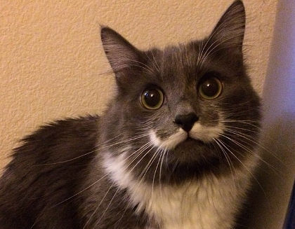 11 Kucing Lucu Menggemaskan Populer Instagram 10 Gambar Yg