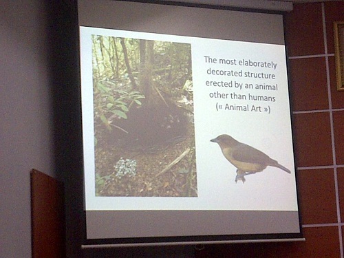 Ini Burung Unik Asli Papua Barat Arsitek Sarang Terhebat Untuk