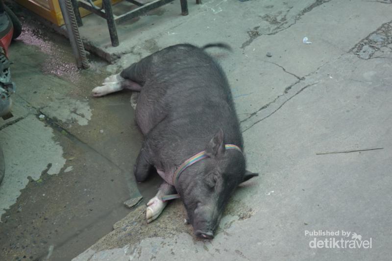 Ketika Babi Tidur Pulas di Jalanan Bangkok