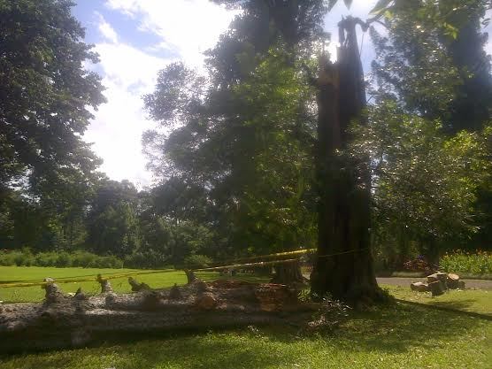 Kronologi Pohon Tumbang yang Menewaskan Harry Nugroho Prasetyo di Pondok Indah