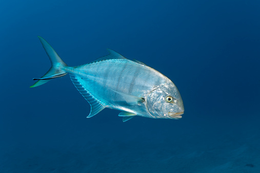  Ikan Kakap dan Baronang Ikan Laut yang Paling Disukai 