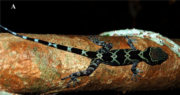 Temuan Prof Djoko yang Menghebohkan Dunia Katak hingga Cicak Batik