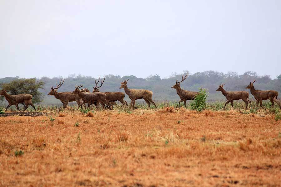 Lebih Dekat Dengan Rusa Di Taman Nasional Baluran