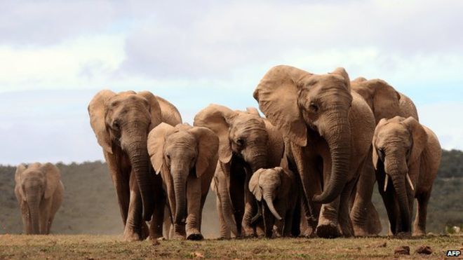 Gajah Afrika Terancam Punah