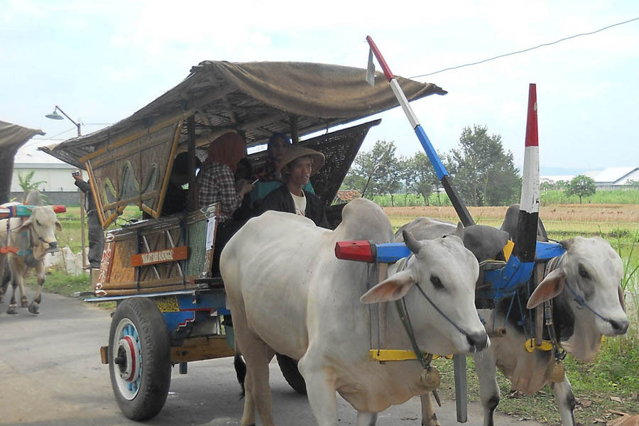 Mesti Coba Wisata Keliling Desa Naik Gerobak Sapi di Sleman