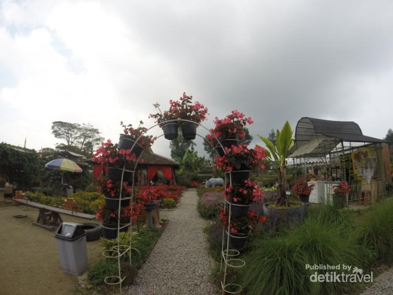  Taman  Bunga  Begonia  Tempat Romantis di Lembang