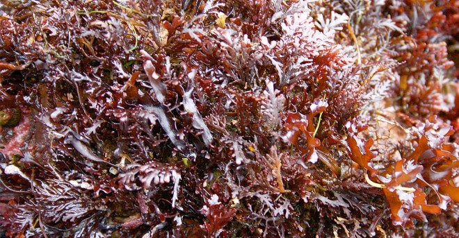  Rumput  Laut Merah  Mulai Dikembangkan Sebagai Superfood Baru