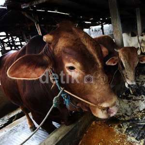 Angkut Sapi dari Australia Lebih Murah 40% daripada NTB