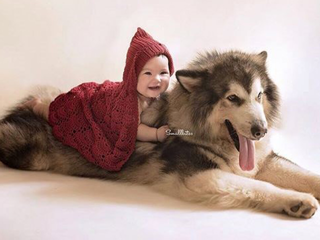 Foto Putri Gading-Gisel dan Anjing Malamut Alaska Ini 