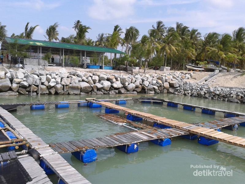 Tukik Babel, Tempat Penangkaran Penyu di Pulau Bangka