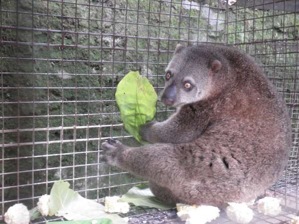 6 Hewan Ajaib Dari Sulawesi Utara