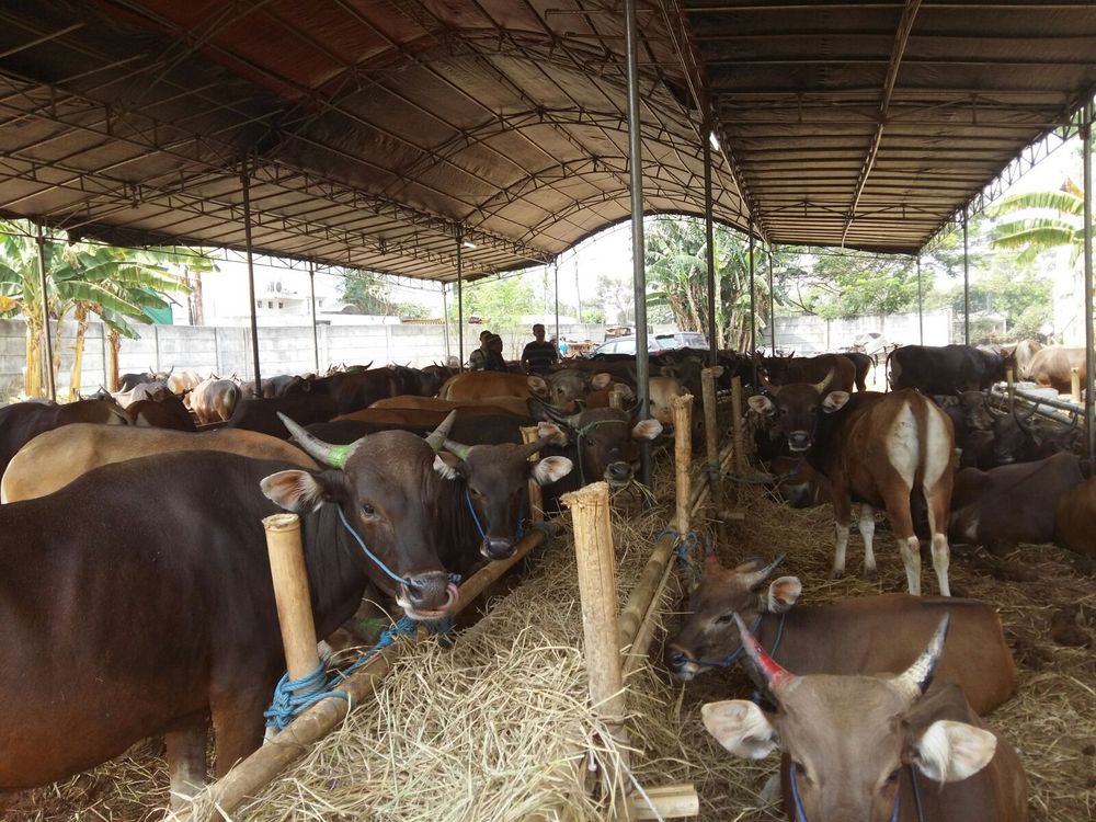 Ekonomi Lesu, Penjualan Sapi Kurban Tetap Ramai