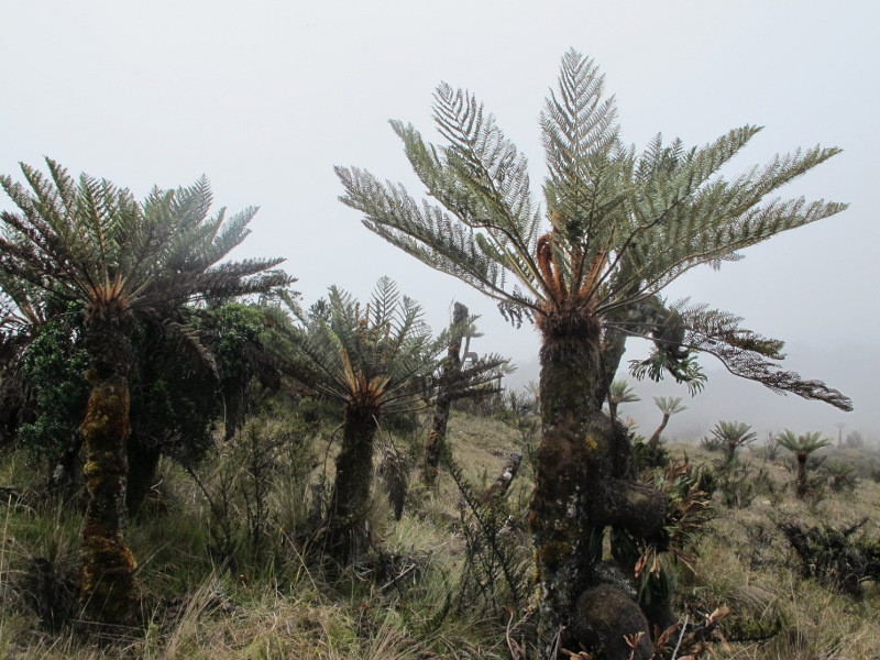 Hari ke-10: Ada Hutan Jurrasic di Papua, Tapi Tanpa Dinosaurus