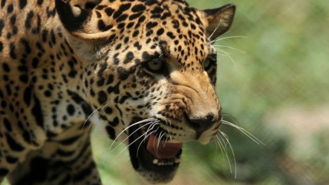  Jaguar  Dipulangkan karena Terlalu Gemuk untuk Kawin