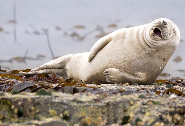 62 Gambar Hewan Lucu Mengejek Terbaik
