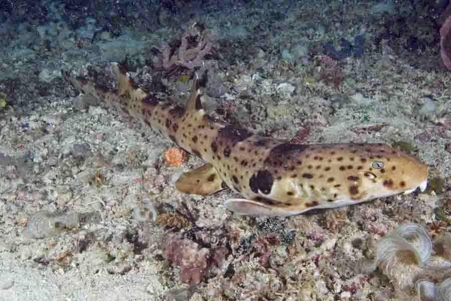 Liburan di Raja Ampat Bisa Ketemu Ikan Hiu Berjalan 