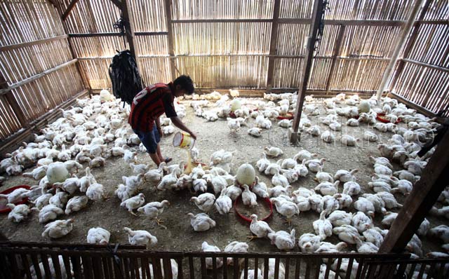 Pakan Ternak Ayam Potong Masih Impor