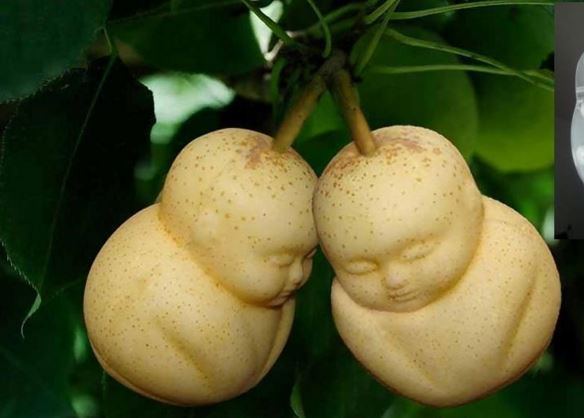 Wah Ada Buah Pir Berbentuk Buddha Di China Dan Vietnam