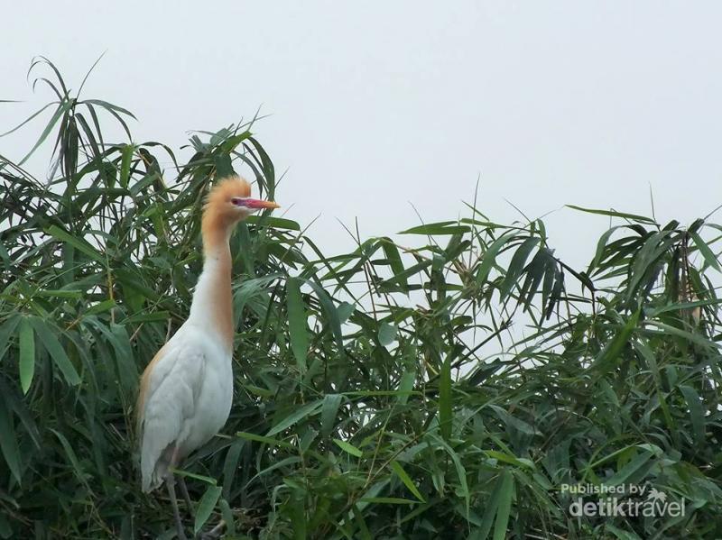Menengok Surga Terakhir Kawanan Burung Blekok Di Bandung