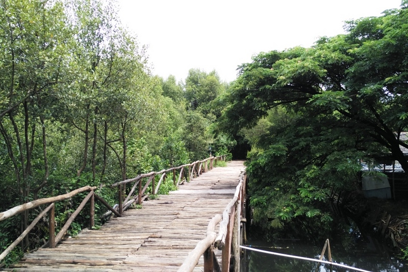 Hijaunya Hutan Mangrove di Utara Jakarta