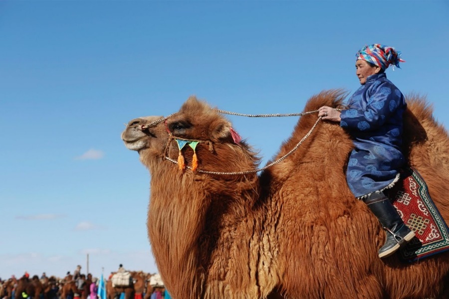 Mongolia Punya Festival Unta Terbesar di Dunia