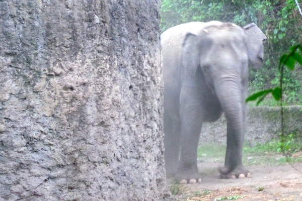 Gajah di Taman Safari Prigen yang Hobi Mandi Debu