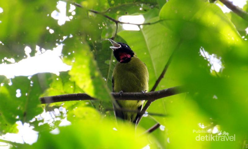 Sisi Lain Flores Danau Ranamese Yang Hijau