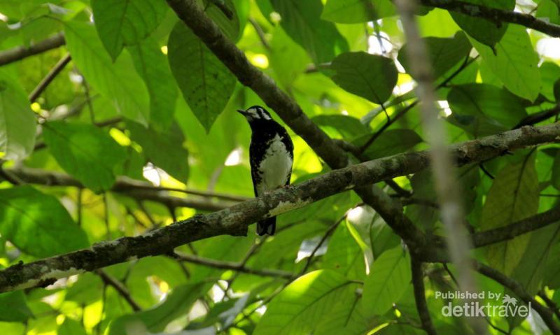 Sisi Lain Flores Danau Ranamese Yang Hijau