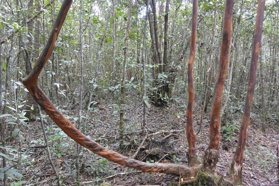  Hutan Unik  di Pelawan Punya Madu dan Jamur Berharga Jutaan 