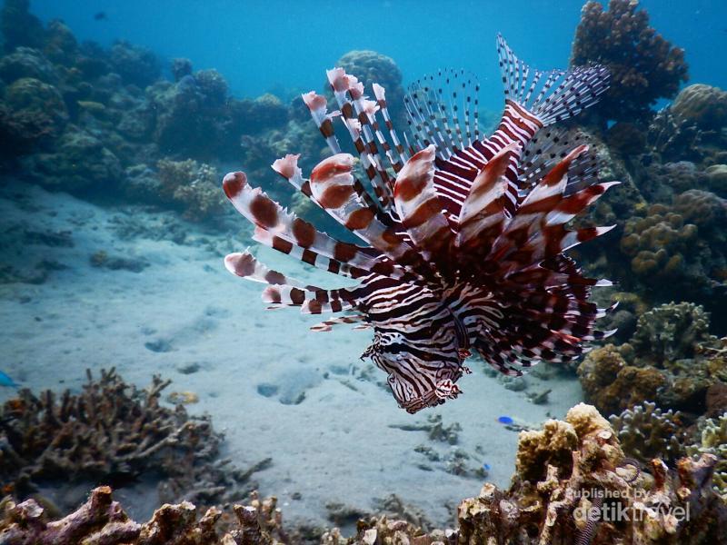 Ini Keindahan Bawah Laut Pulau Moyo