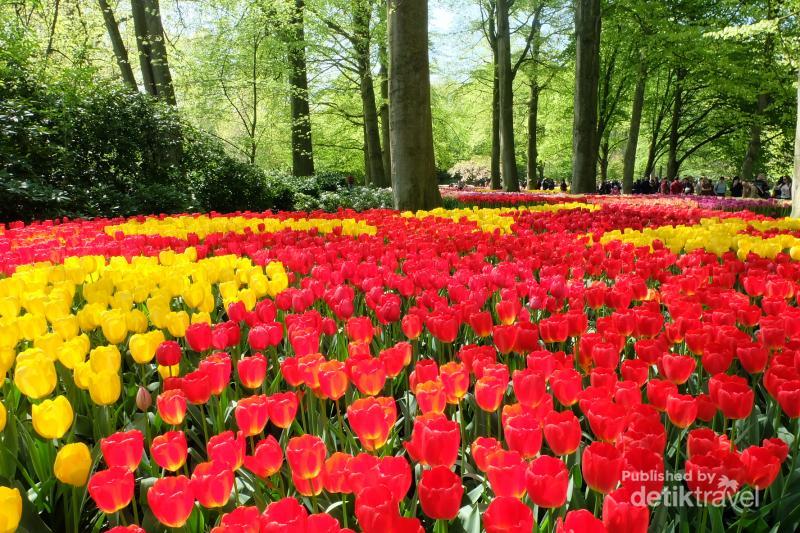 Bagai Negeri Dongeng Taman Ini Penuh Tulip Warna warni 