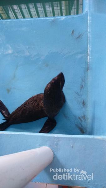 Mengenal Singa Laut Di Ancol