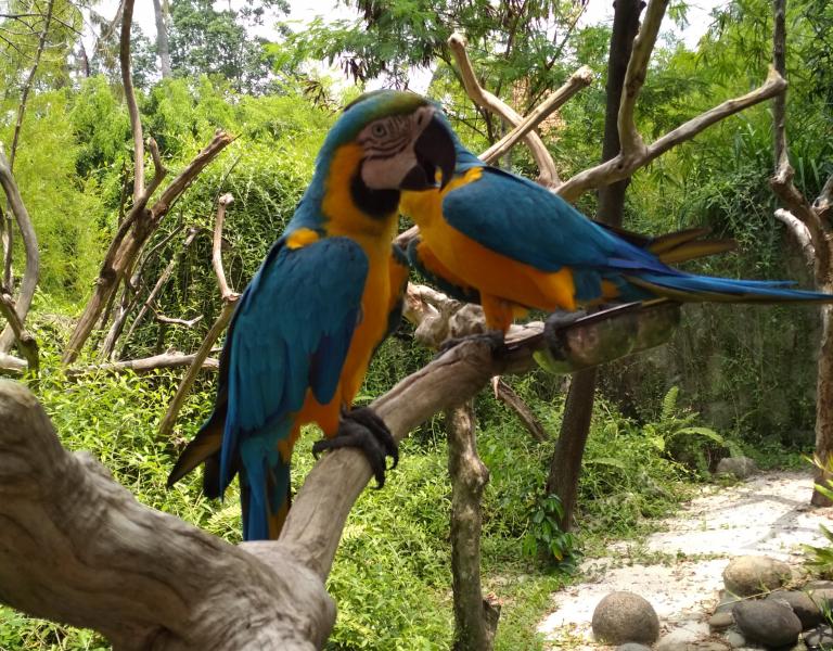 Yang Lain dari Ancol: Kebun Binatang Mini