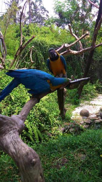 Main Bareng Burung Di Fauna Land Ancol
